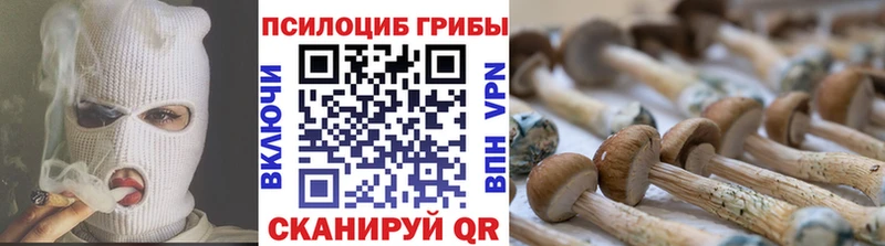 где купить   Крым  Псилоцибиновые грибы мицелий 
